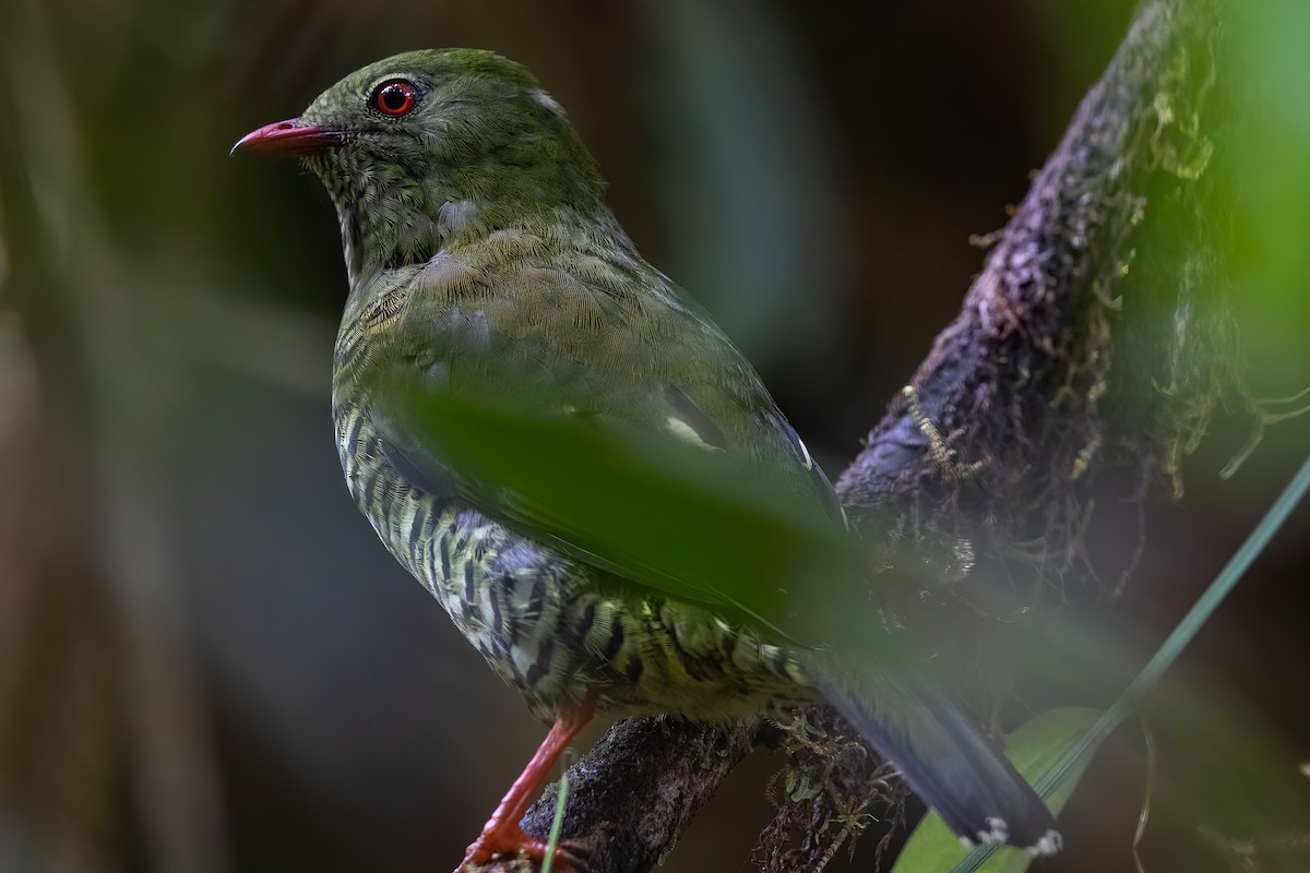 Barred Fruiteater - ML503392051