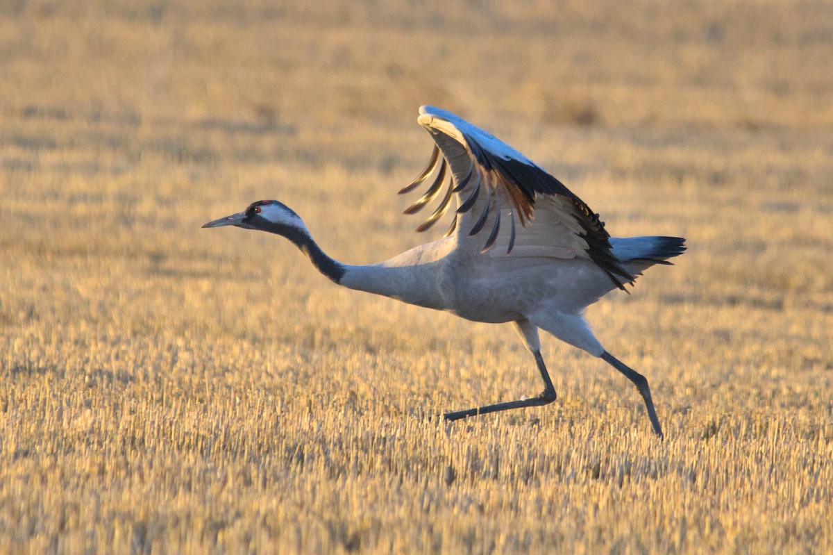 Grulla Común - ML503392161