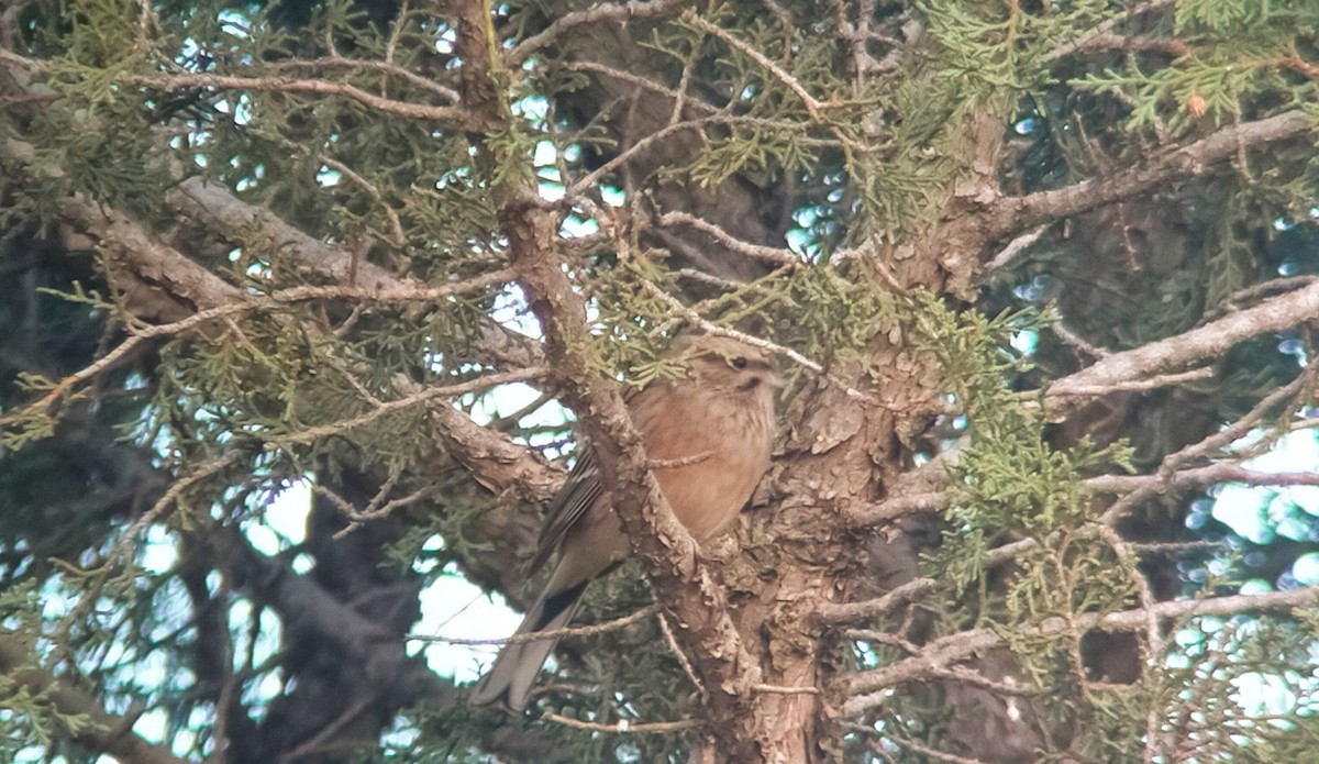 Rock Bunting - ML503392761