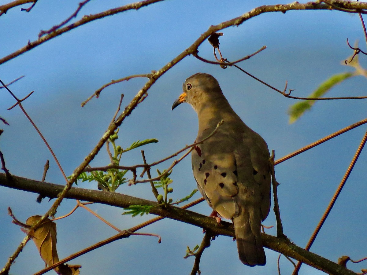 Croaking Ground Dove - ML503393611