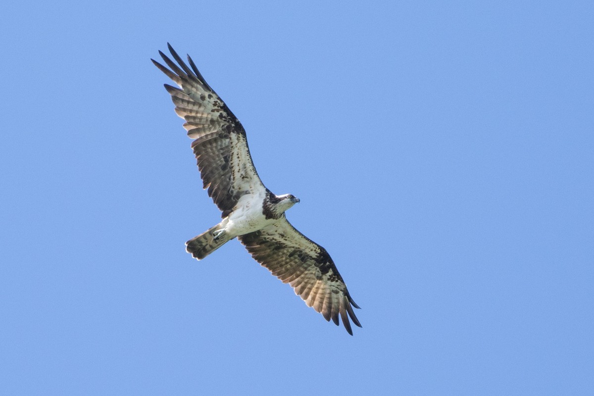 Arrano arrantzalea (haliaetus) - ML50339401