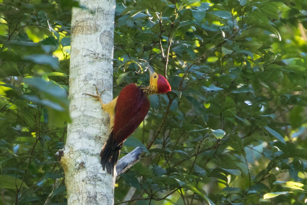 Yellow-faced Flameback - ML50339411