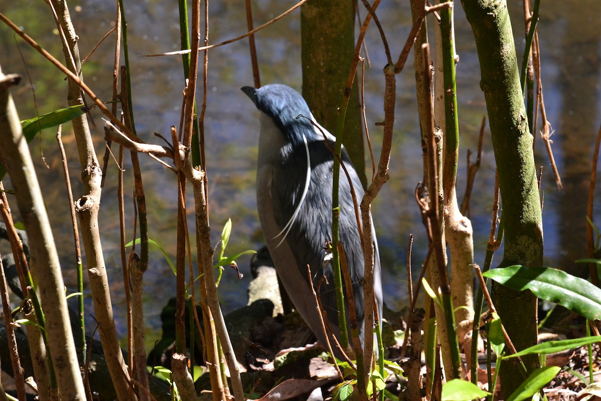 Black-crowned Night Heron - ML50339541