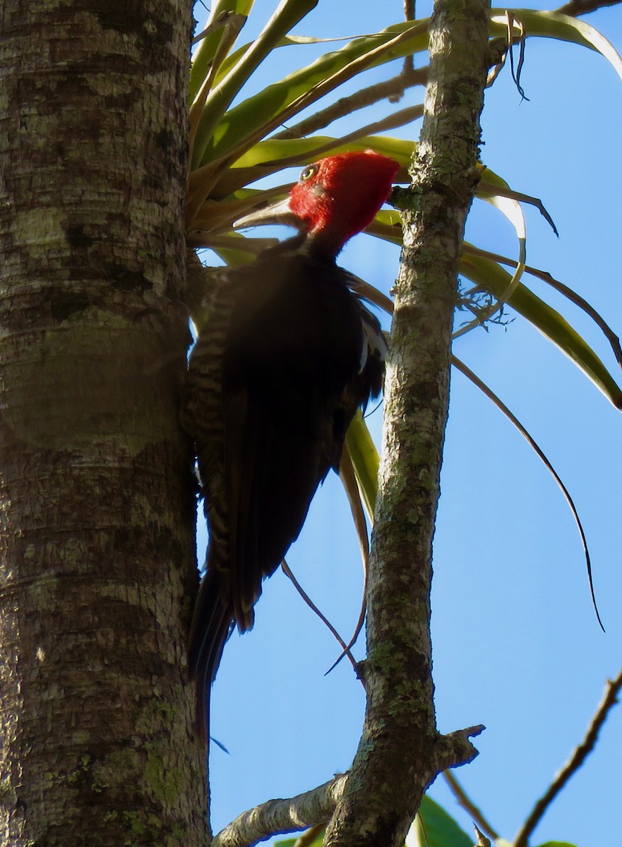 Guayaquil Woodpecker - ML503395711