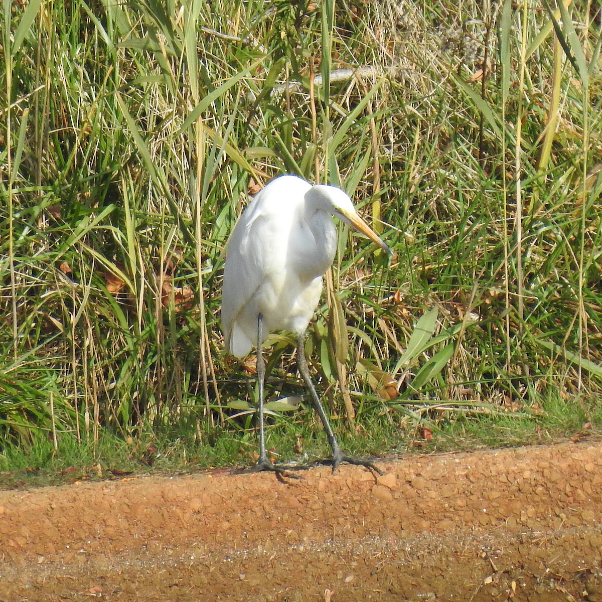 Great Egret - ML503396291