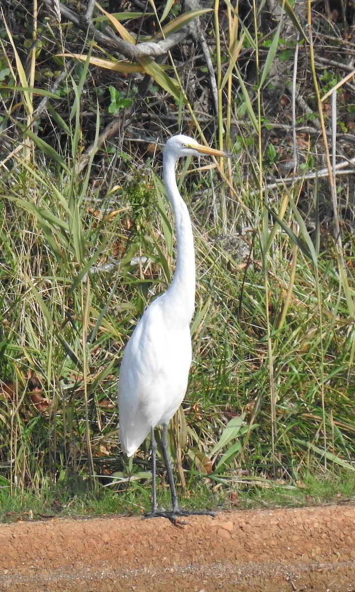 Great Egret - ML503396301