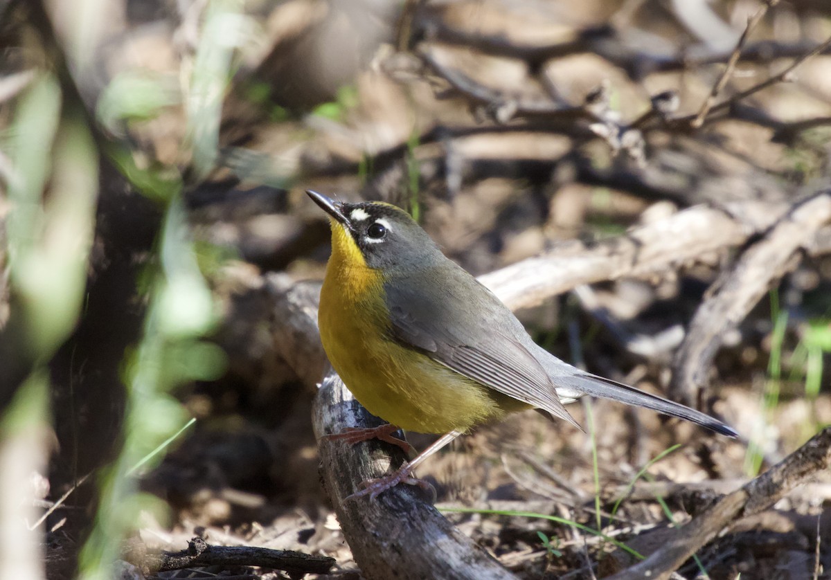 Fan-tailed Warbler - Torin Waters 🦉