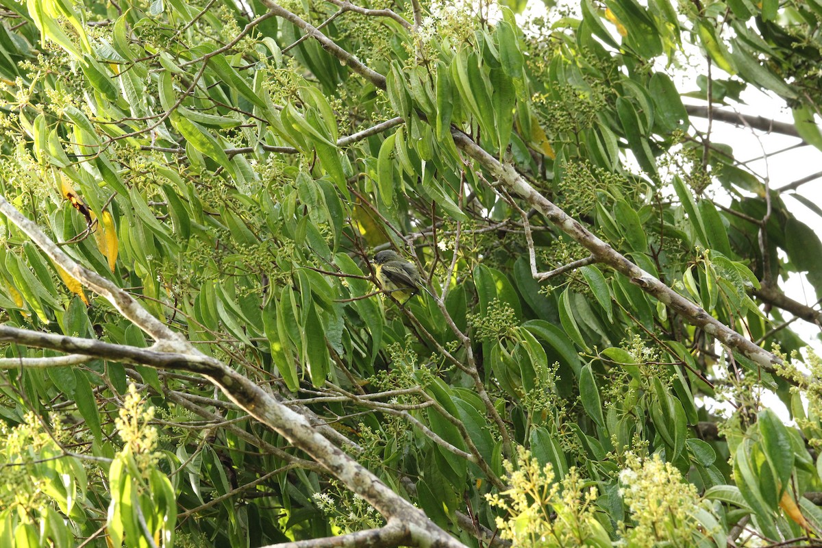 Common Tody-Flycatcher - ML503399941