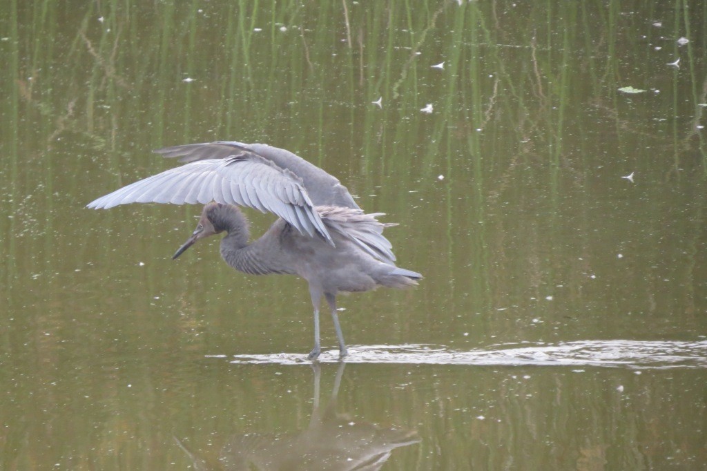 Reddish Egret - ML50340151