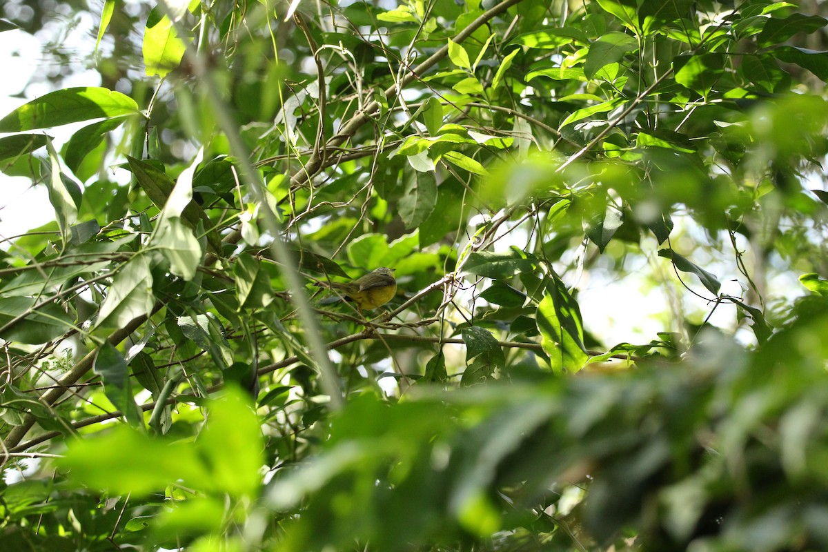 Golden-crowned Warbler - Elisa Pieroni Javier Torres