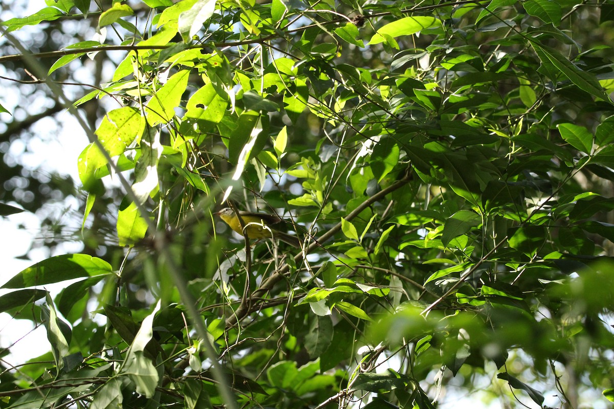 Golden-crowned Warbler - Elisa Pieroni Javier Torres