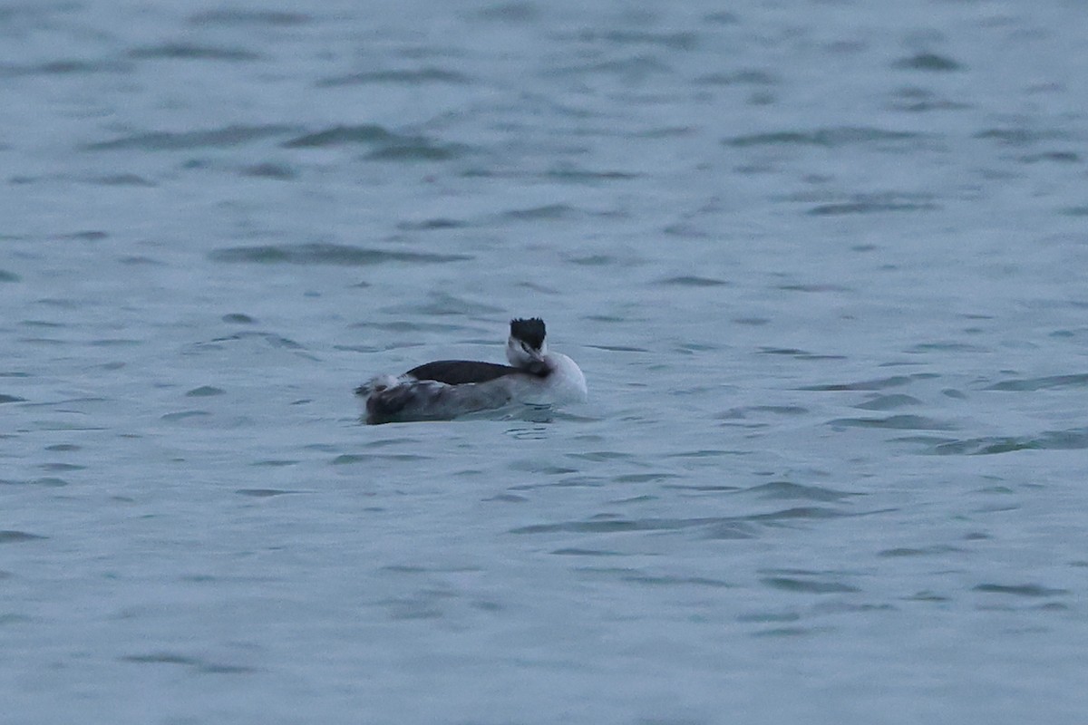 Great Crested Grebe - ML503402241