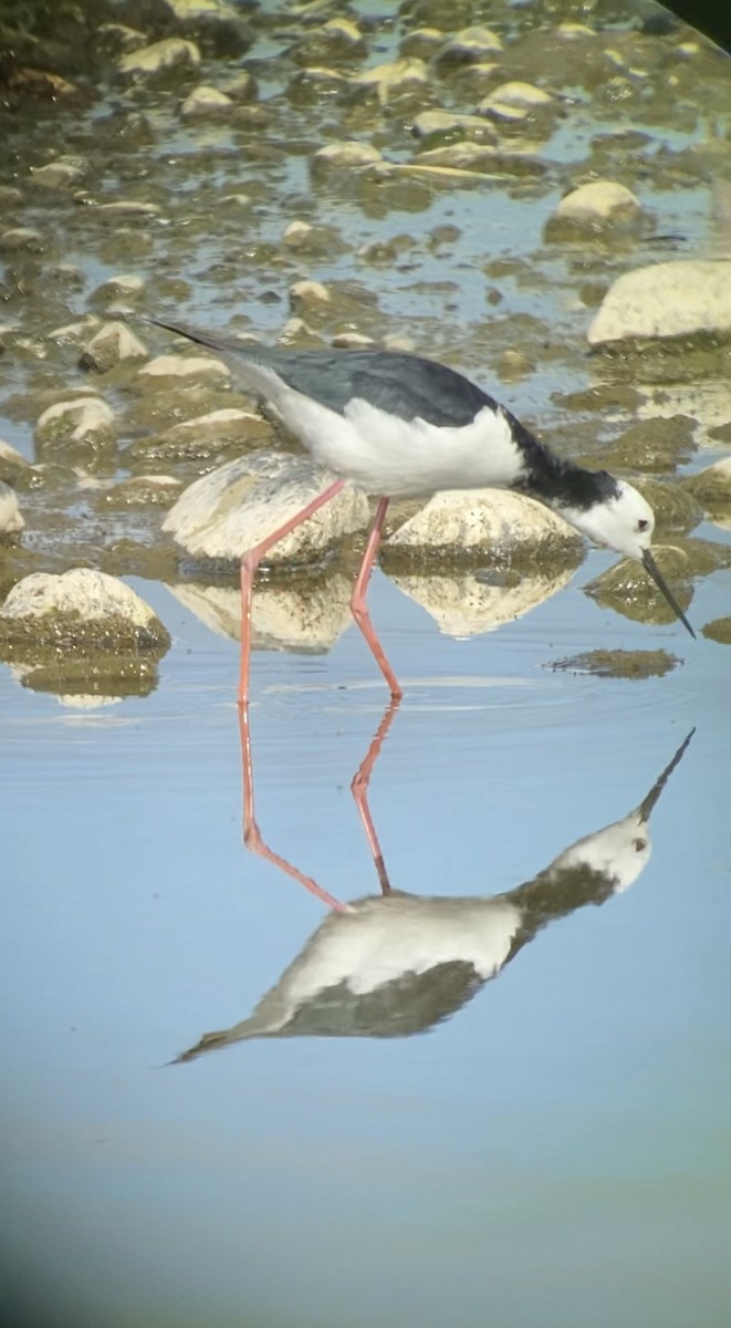 Pied Stilt - ML503402311