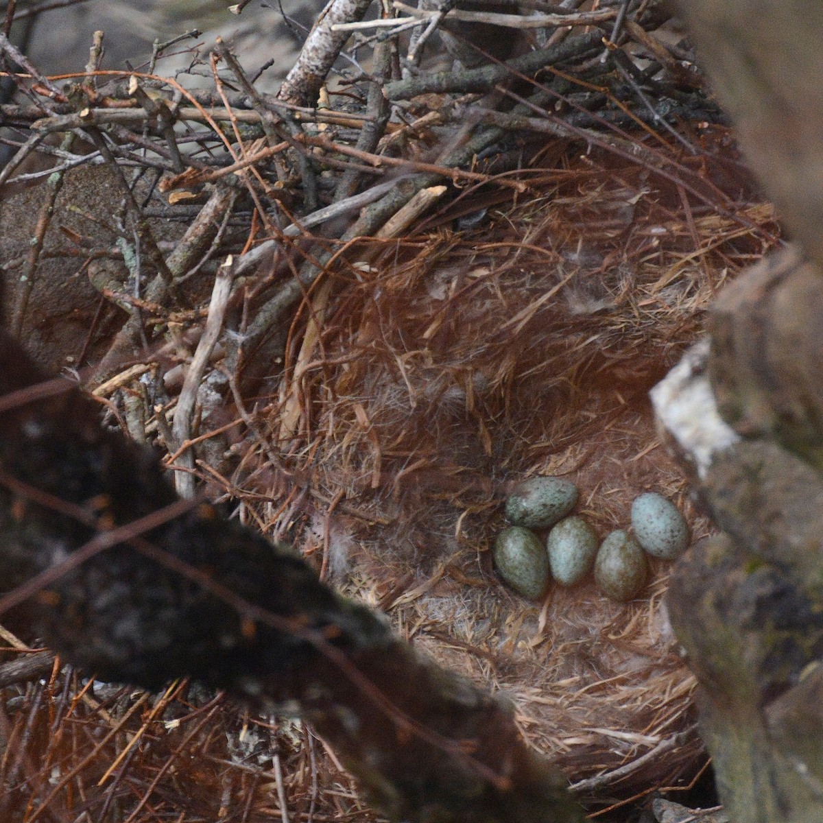 Common Raven - Stephen Broker
