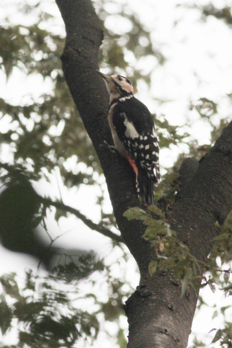 Great Spotted Woodpecker - Marshall Iliff