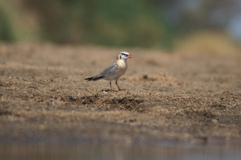 Gray Pratincole - Christiaan van der Hoeven