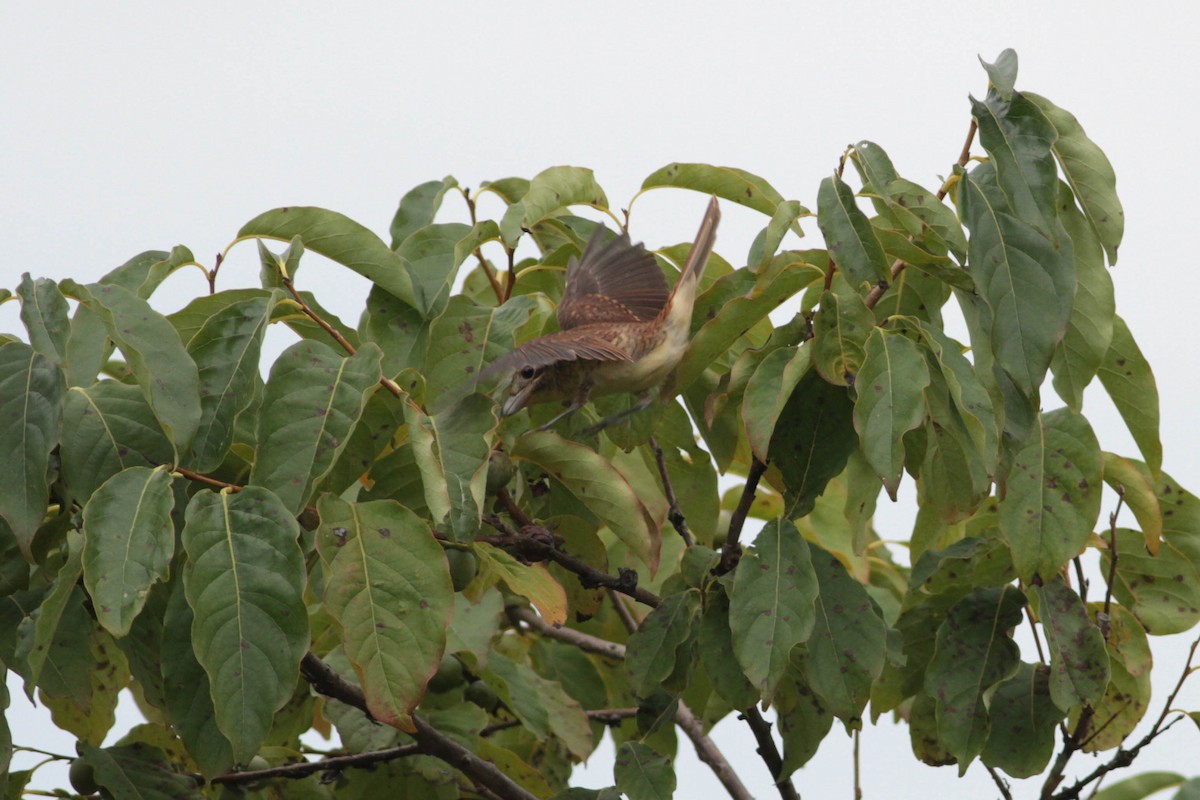 Tiger Shrike - ML503408721