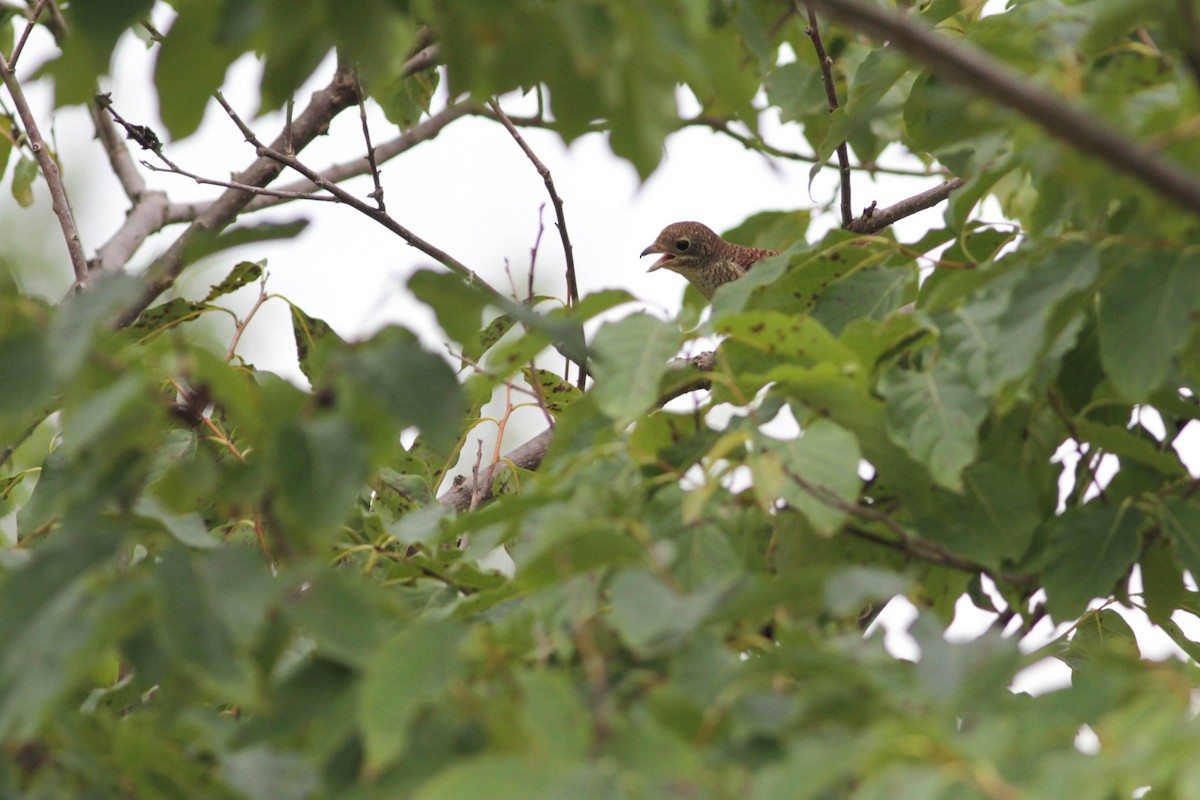 Tiger Shrike - ML503408991