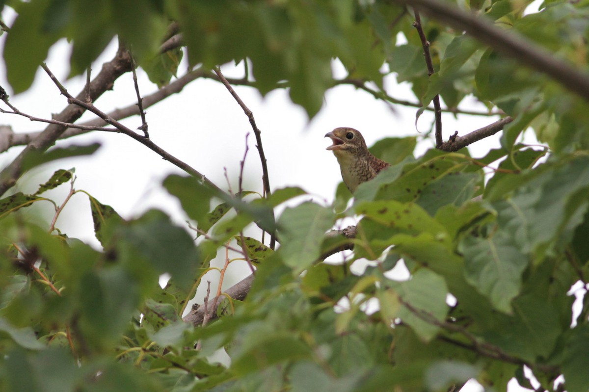 Tiger Shrike - ML503409011