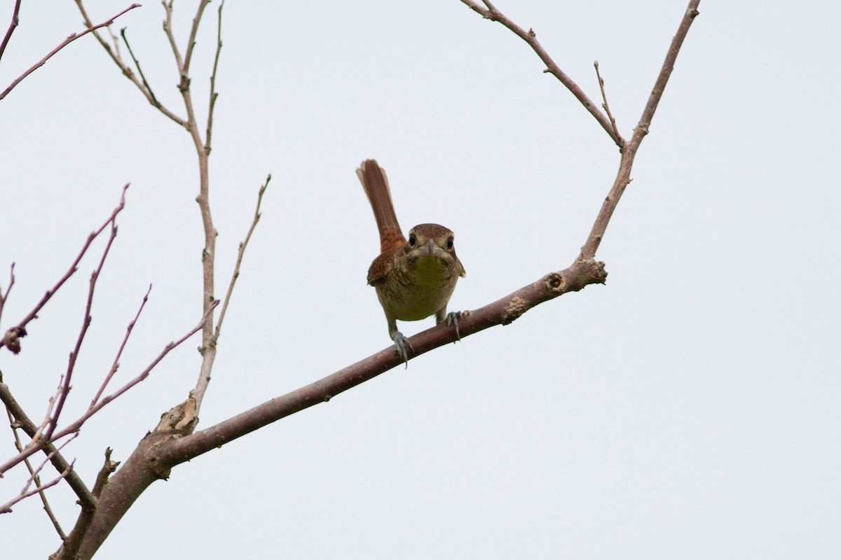 Tiger Shrike - ML503409021