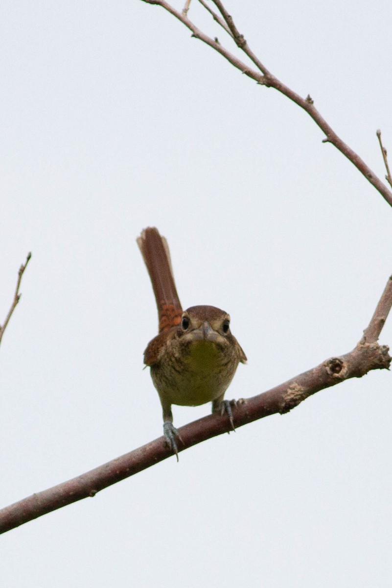 Tiger Shrike - ML503409031