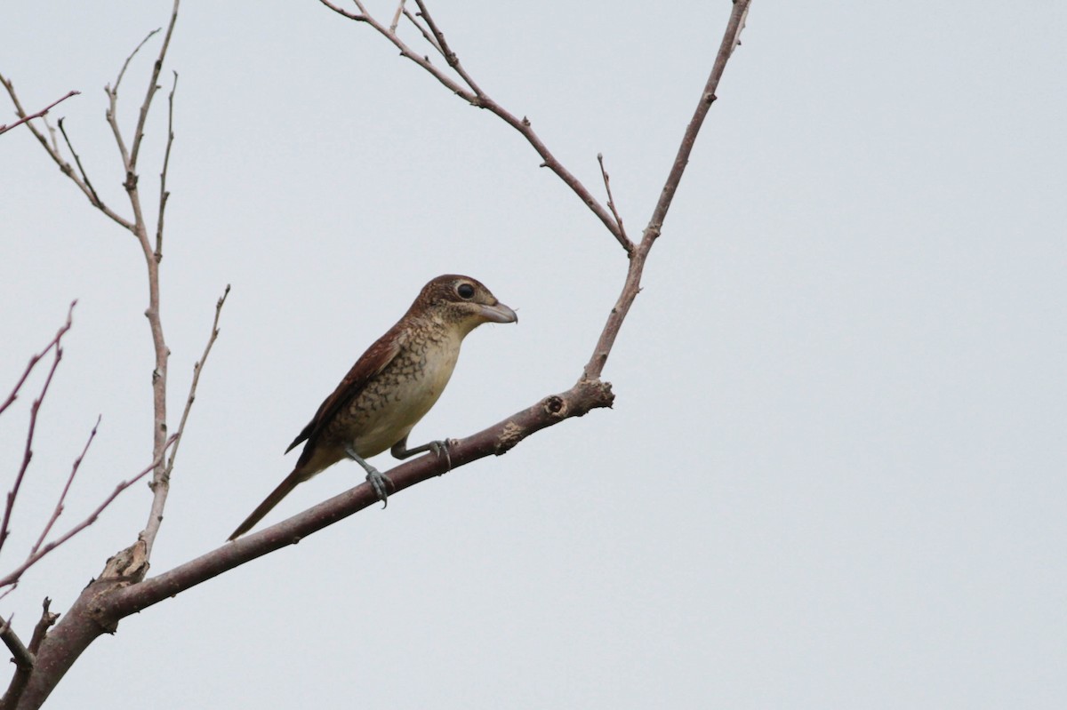 Tiger Shrike - ML503409041