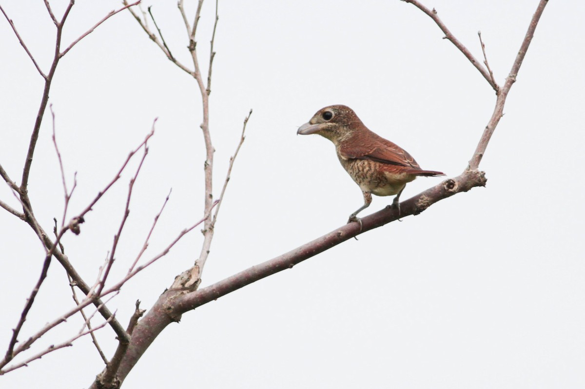 Tiger Shrike - ML503409051