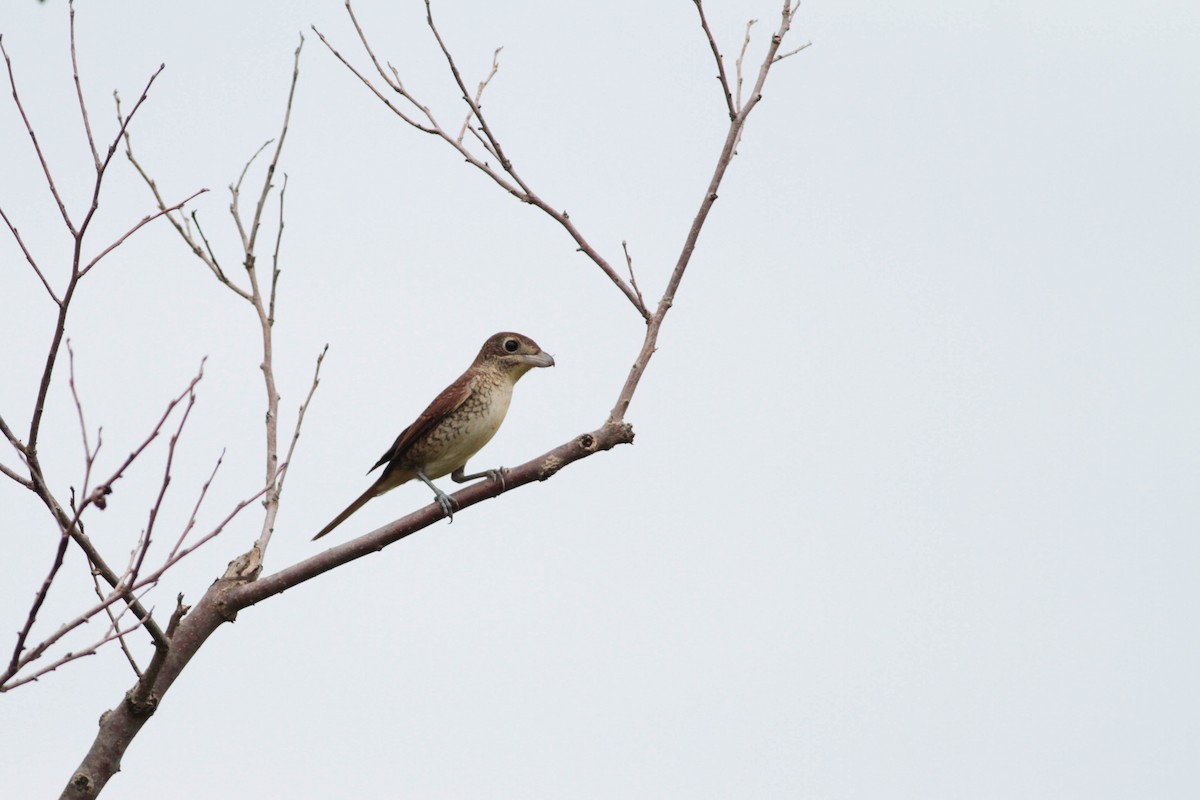 Tiger Shrike - ML503409061