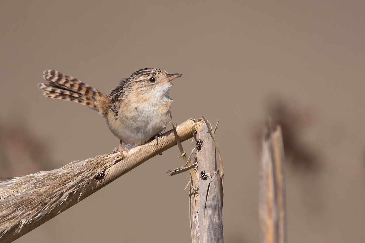 Grass Wren - Pablo Re