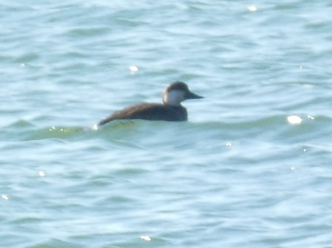 Black Scoter - ML503409381