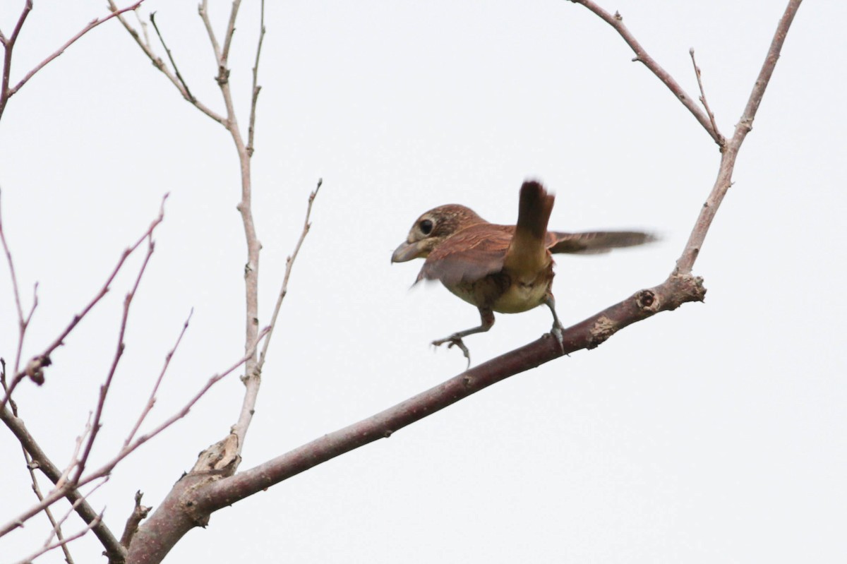 Tiger Shrike - ML503409471