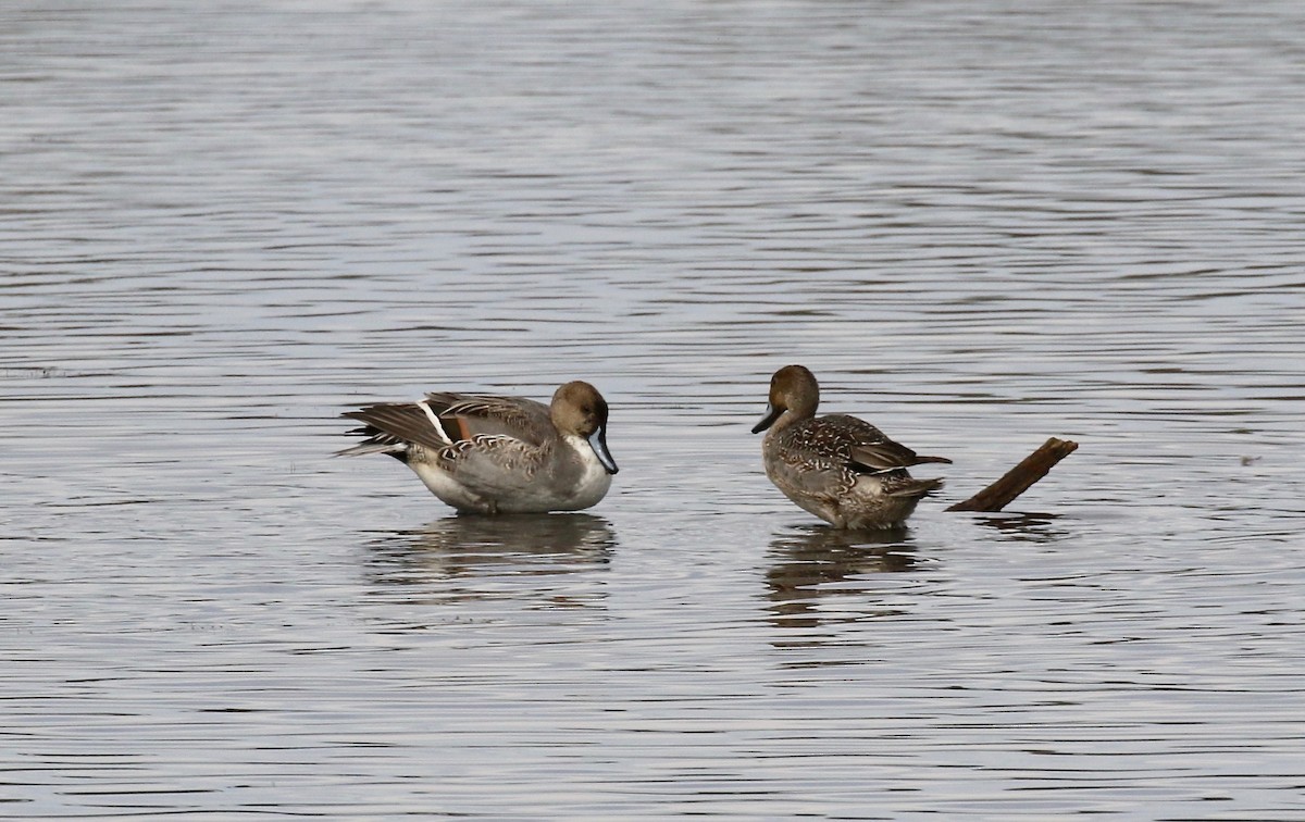 Northern Pintail - ML503409911