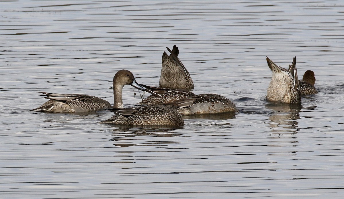 Northern Pintail - ML503409921