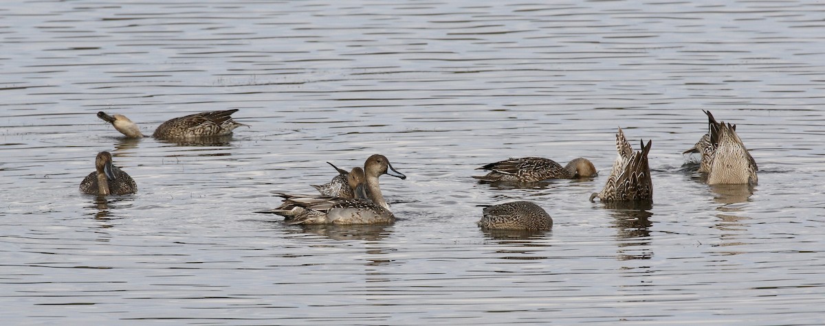 Northern Pintail - ML503409931