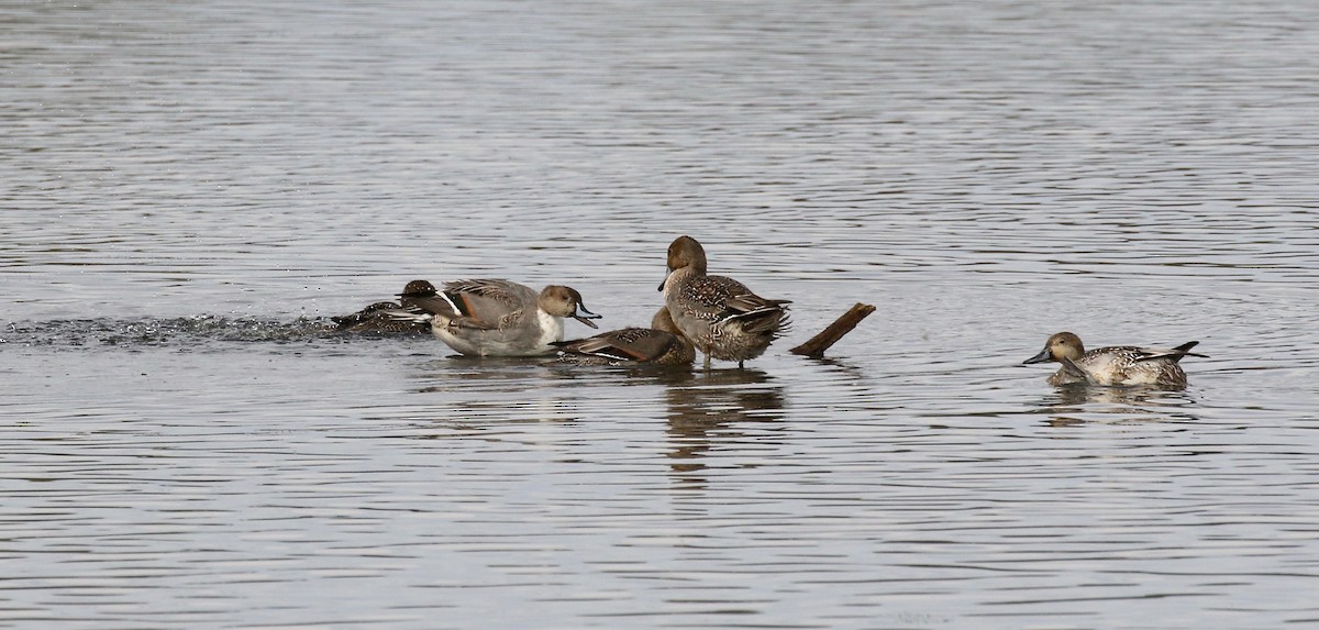 Northern Pintail - ML503409941