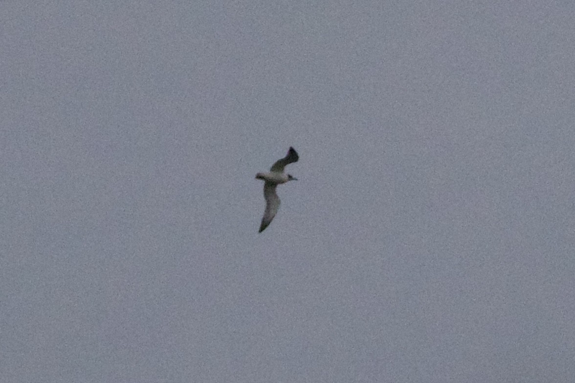 Franklin's Gull - ML503410291