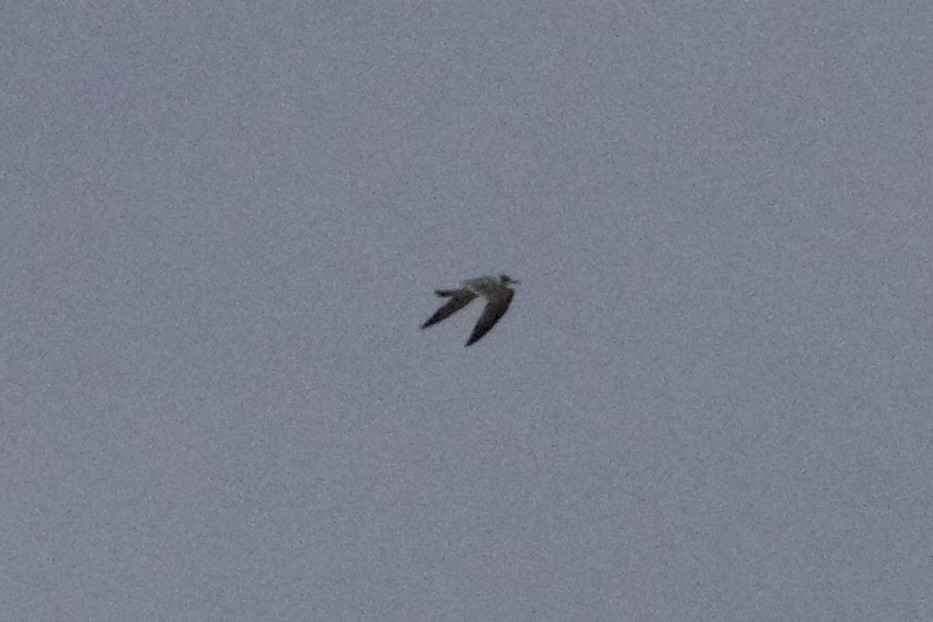 Franklin's Gull - ML503410301