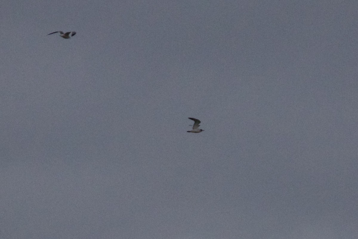 Franklin's Gull - ML503410311