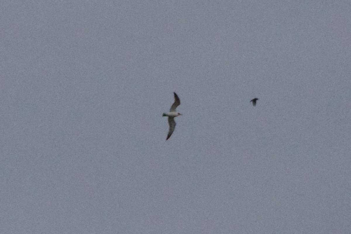 Franklin's Gull - ML503410321