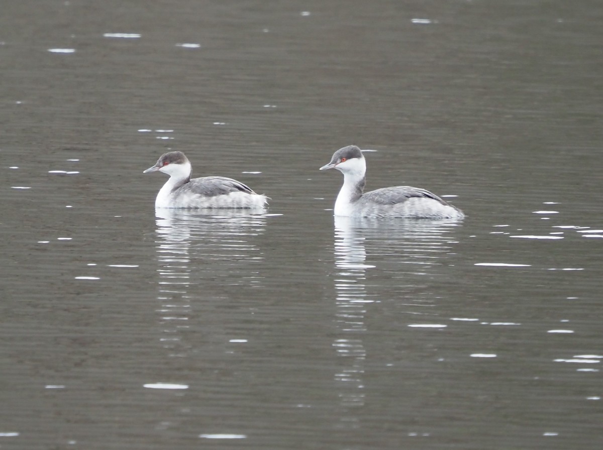 Horned Grebe - Beverly Rockovich