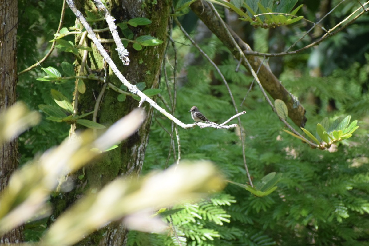 pewee sp. (Contopus sp.) - ML503411591