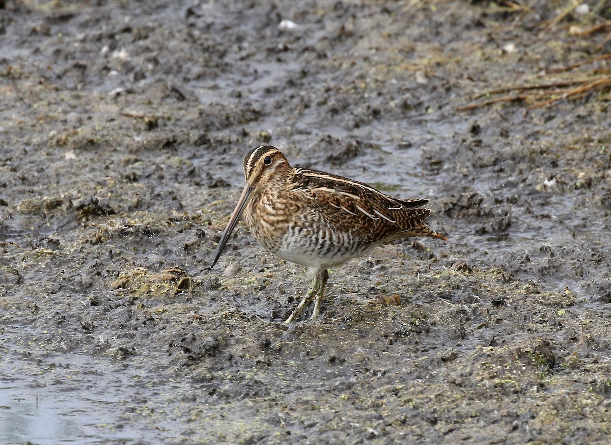 Wilson's Snipe - Sandy Vorpahl