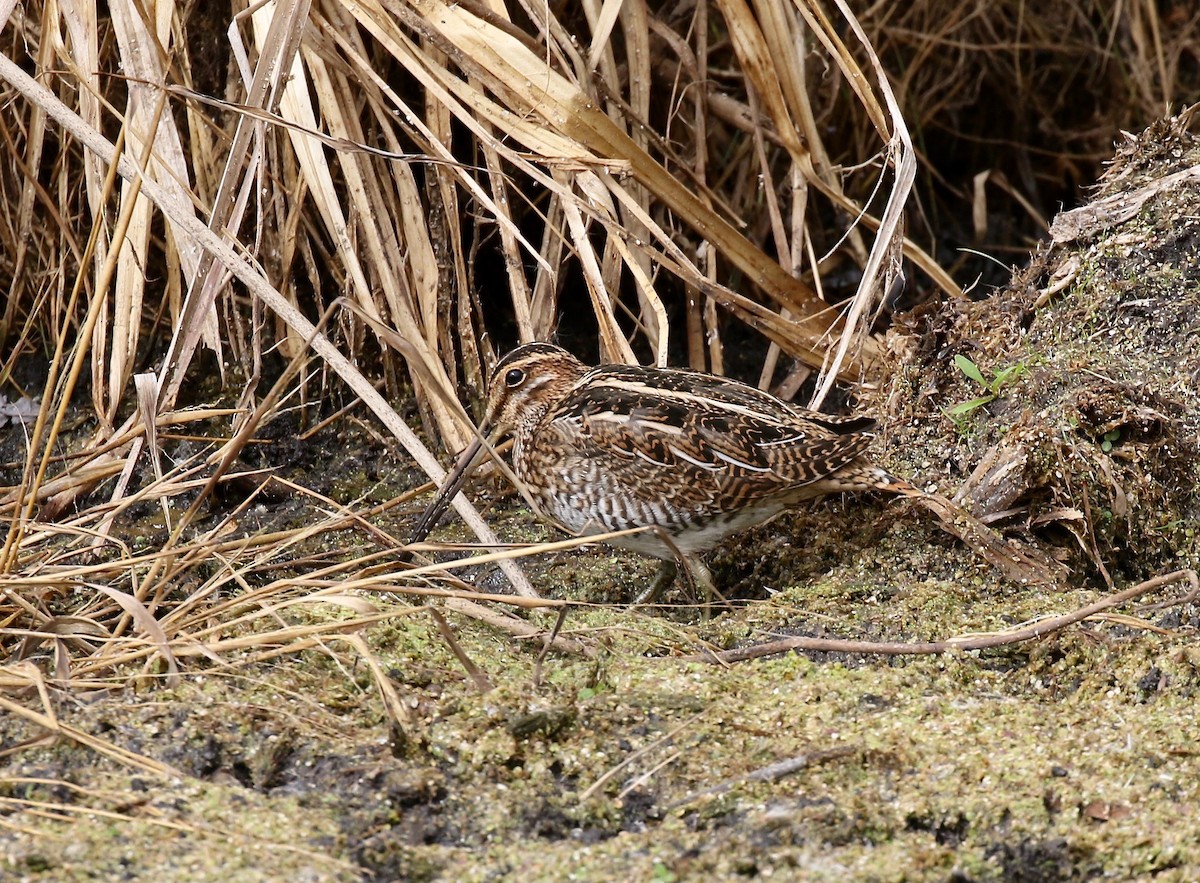 Wilson's Snipe - ML503411941