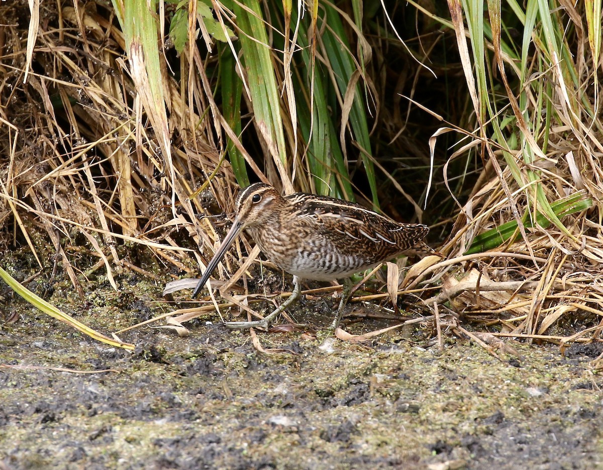 Wilson's Snipe - ML503411971