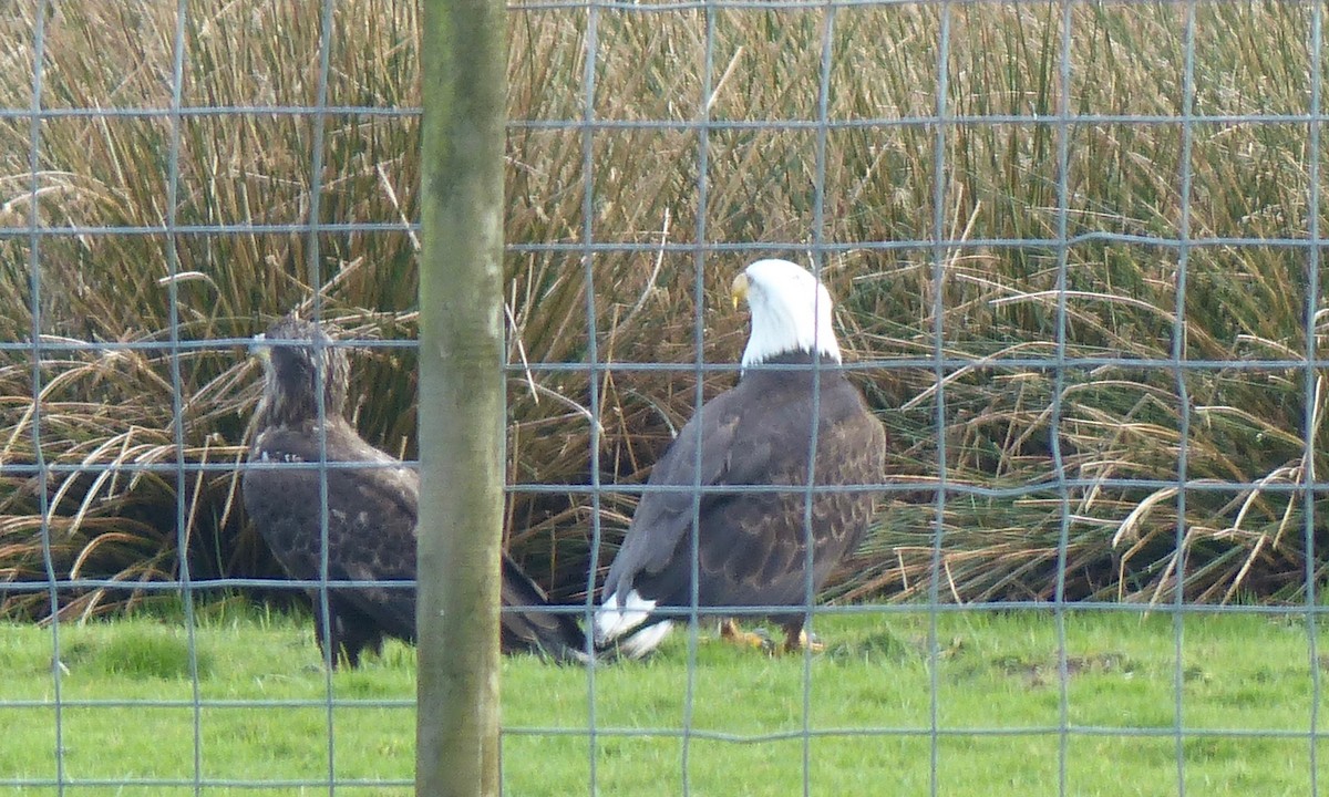 Bald Eagle - Deb Holland