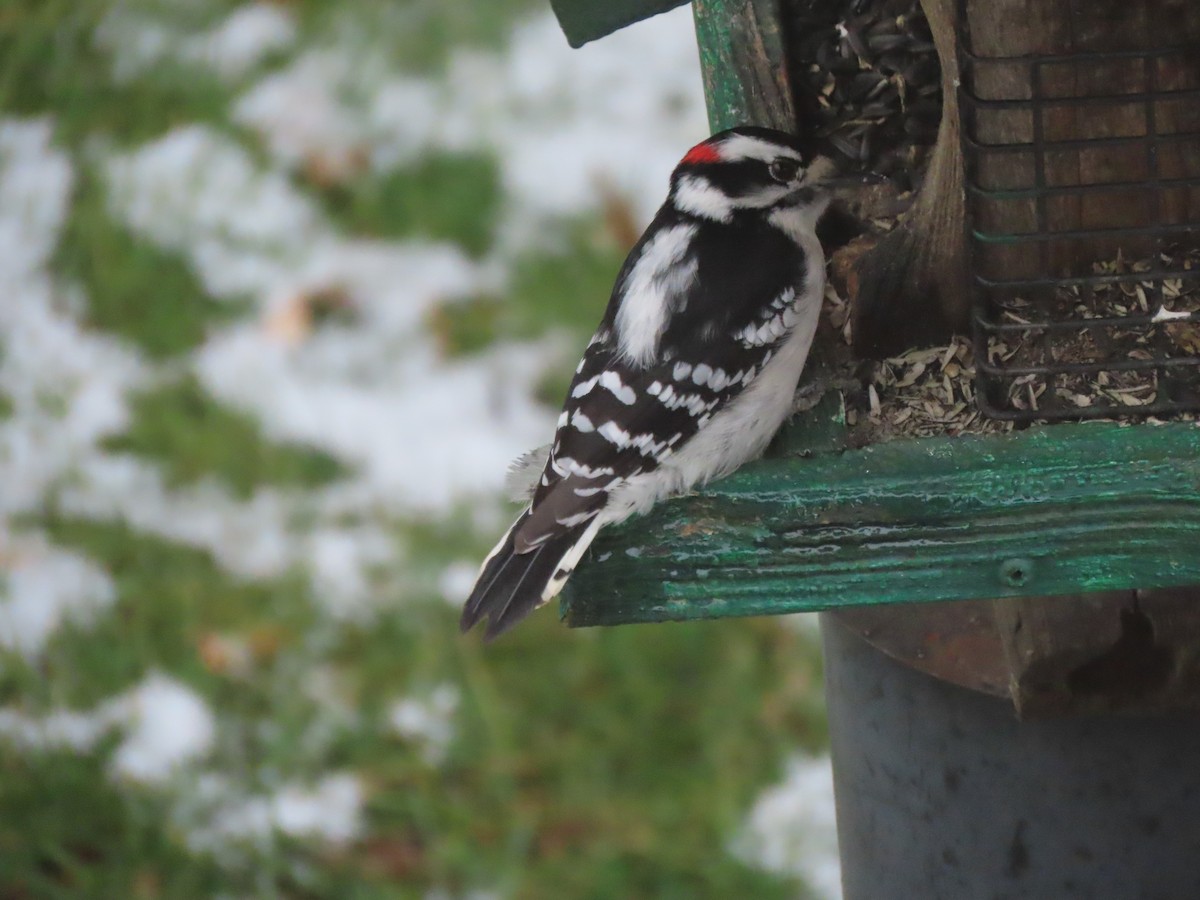 Downy Woodpecker - ML503413891