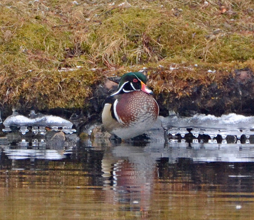 Wood Duck - ML50341401