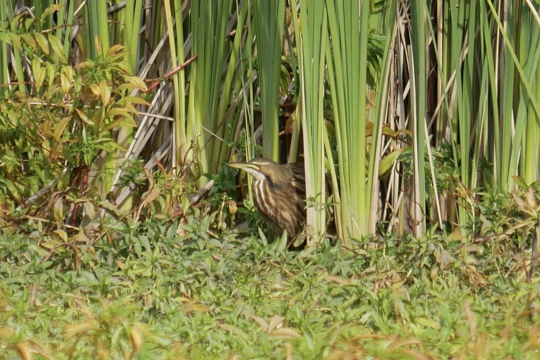 American Bittern - ML503416611