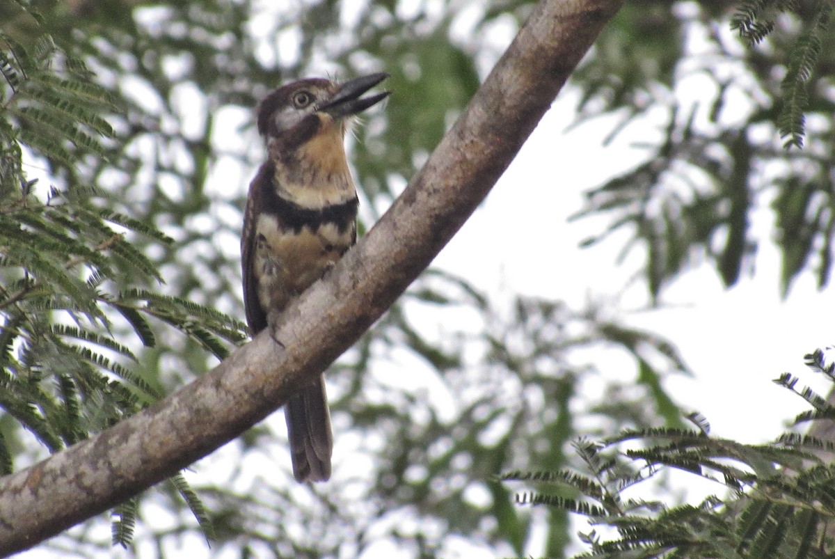 Russet-throated/Two-banded Puffbird - ML503417861