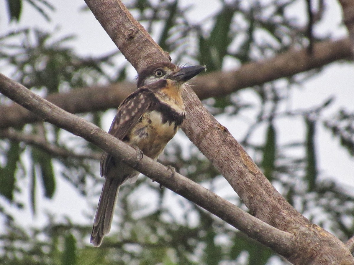 Russet-throated/Two-banded Puffbird - ML503417921